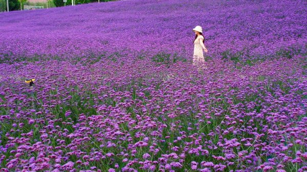 甘肃永靖: 黄河花堤马鞭草盛放 紫色花海扮靓夏日